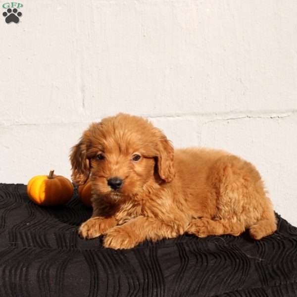 Virgil, Mini Goldendoodle Puppy